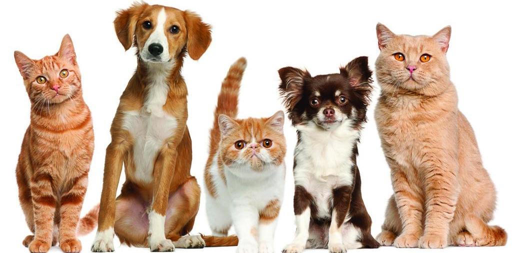 Доска объявлений о животных | ЗооТом - продажа, вязка и услуги для животных в Нововоронеже
