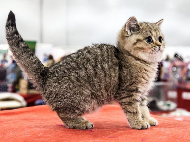 Породы кошек в Нововоронеже | ЗооТом портал о животных