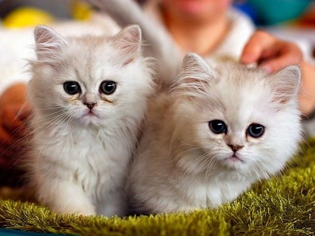 Породы кошек в Нововоронеже | ЗооТом портал о животных