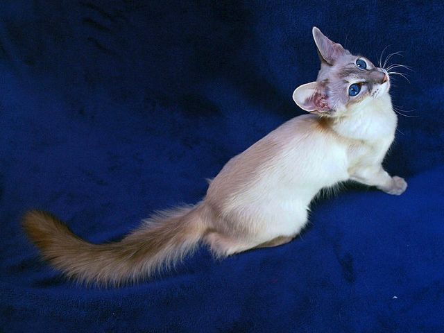 Выведенные породы кошек в Нововоронеже | ЗооТом портал о животных