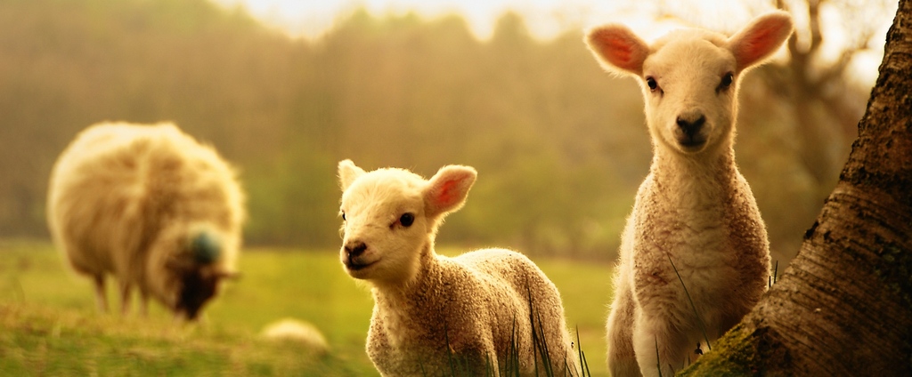 Объявления о сельскохозяйственных животных | ЗооТом - продажа, вязка и услуги для животных в Нововоронеже