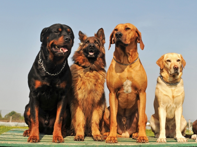 Крупные породы собак в Нововоронеже | ЗооТом портал о животных